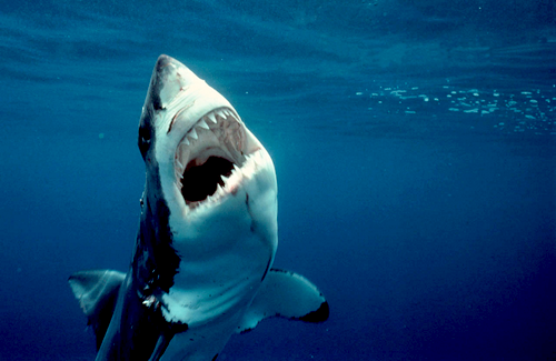 white-shark (5)